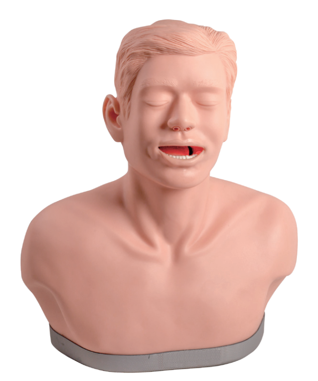 甲状腺穿刺技能训练模型  HY-L890